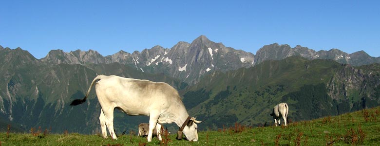 Vache gasconne et le Mont Valier